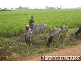 Рис является основной сельскохозяйственной культурой во многих развивающихся странах мира