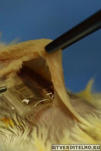 Биоразлагаемая интегральная микросхема имплантируется под кожу крысы (фото Beckman Institute, University of Illinois, Tufts University).